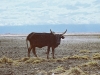 086-lake-natron