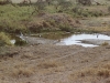 360-ngorongoro