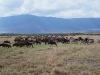 413-ngorongoro