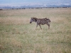 419-ngorongoro