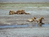 425-ngorongoro-de-familie-eet