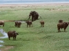 450-lake-manyara