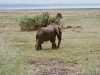 453-lake-manyara