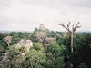 348-tikal