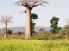 160-de-rit-heen-baobab